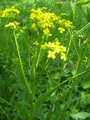 Russekål (Bunias orientalis)