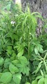 Kanadagullris (Solidago canadensis)