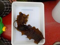 Sugar Kelp (Saccharina latissima)