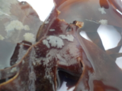 Bryozoans (Bryozoa)