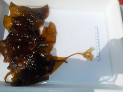 Sugar Kelp (Saccharina latissima)
