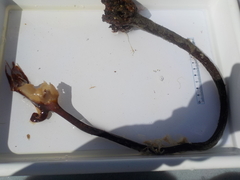 Cuvie (Laminaria hyperborea)