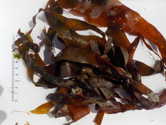 Oarweed (Laminaria digitata)