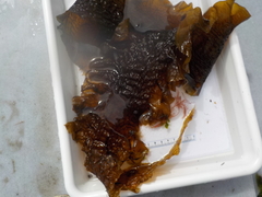 Sugar Kelp (Saccharina latissima)