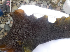 Sugar Kelp (Saccharina latissima)