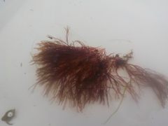 Landlady's wig (Desmarestia aculeata)