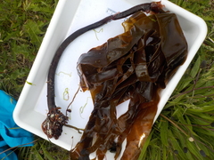 Sugar Kelp (Saccharina latissima)
