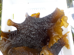 Sugar Kelp (Saccharina latissima)
