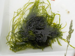 Sea grass (Ulva intestinalis)