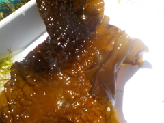 Sugar Kelp (Saccharina latissima)