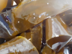 Oarweed (Laminaria digitata)