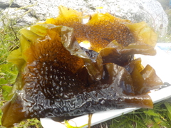 Sugar Kelp (Saccharina latissima)
