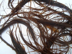Landlady's wig (Desmarestia aculeata)