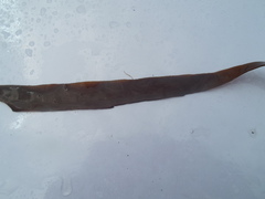 Oarweed (Laminaria digitata)