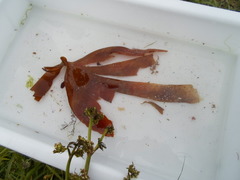 Oarweed (Laminaria digitata)