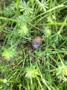 Roman Snail (Helix pomatia)