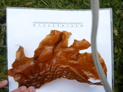 Sugar Kelp (Saccharina latissima)