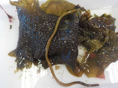 Sugar Kelp (Saccharina latissima)