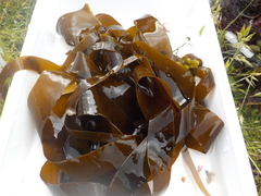 Oarweed (Laminaria digitata)