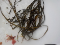 Sea grass (Ulva intestinalis)