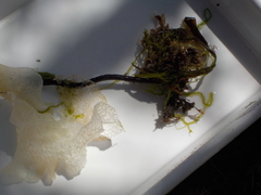 Sugar Kelp (Saccharina latissima)