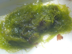 Sea grass (Ulva intestinalis)