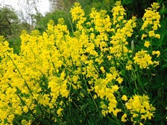 Winter-cress (Barbarea vulgaris)