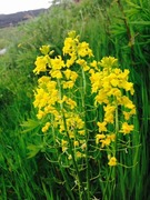 Winter-cress (Barbarea vulgaris)