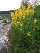 Winter-cress (Barbarea vulgaris)