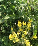 Winter-cress (Barbarea vulgaris)