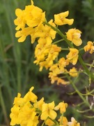 Winter-cress (Barbarea vulgaris)