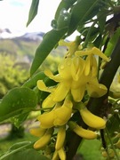 Gullregn (Laburnum anagyroides)