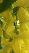 Gullregn (Laburnum anagyroides)