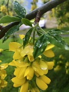 Gullregn (Laburnum anagyroides)