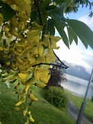 Gullregn (Laburnum anagyroides)