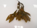 Sauetang (Pelvetia canaliculata)