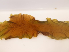 Oarweed (Laminaria digitata)