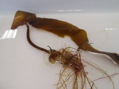 Oarweed (Laminaria digitata)