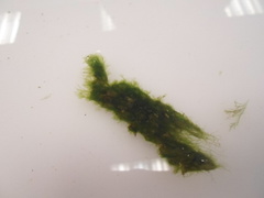 Oarweed (Laminaria digitata)
