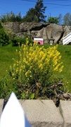 Winter-cress (Barbarea vulgaris)