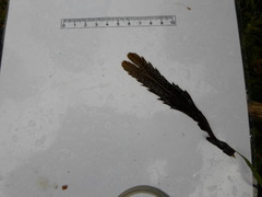 Sagtang (Fucus serratus)