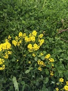 Winter-cress (Barbarea vulgaris)