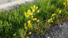 Winter-cress (Barbarea vulgaris)