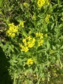 Russekål (Bunias orientalis)