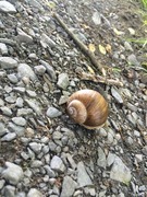 Roman Snail (Helix pomatia)