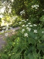 Kjempebjørnekjeks (Heracleum mantegazzianum)