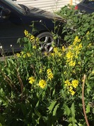 Winter-cress (Barbarea vulgaris)