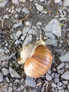 Roman Snail (Helix pomatia)