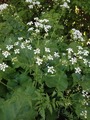 Kjempebjørnekjeks (Heracleum mantegazzianum)