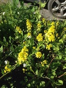 Winter-cress (Barbarea vulgaris)